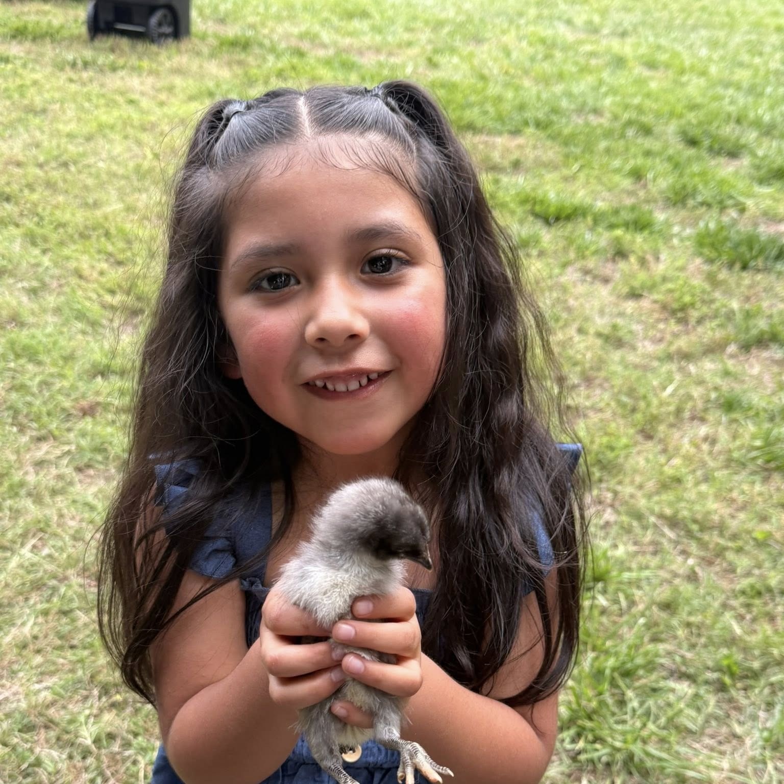 Child holding a baby chicken