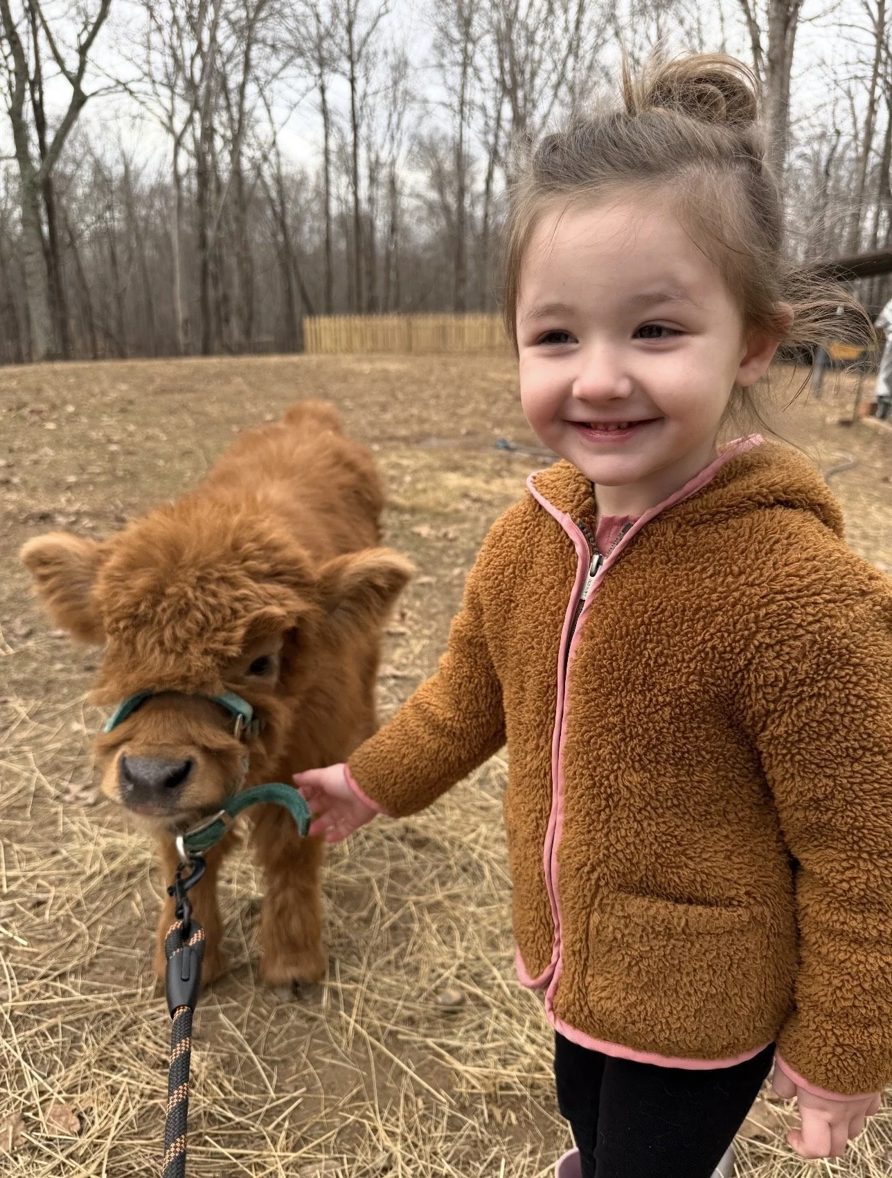 Child smiling beside a fluffy Highland calf
