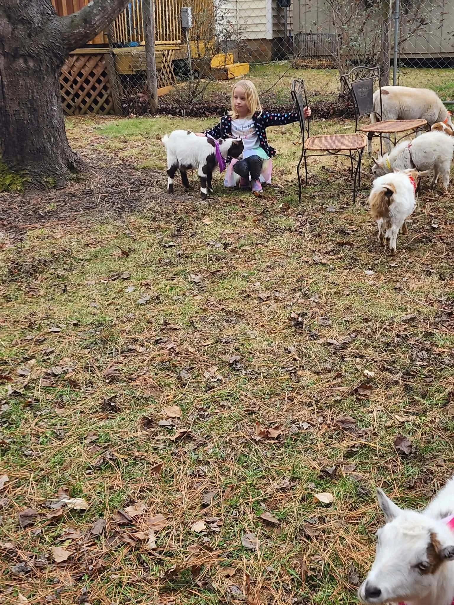 Farm Adventures event photo