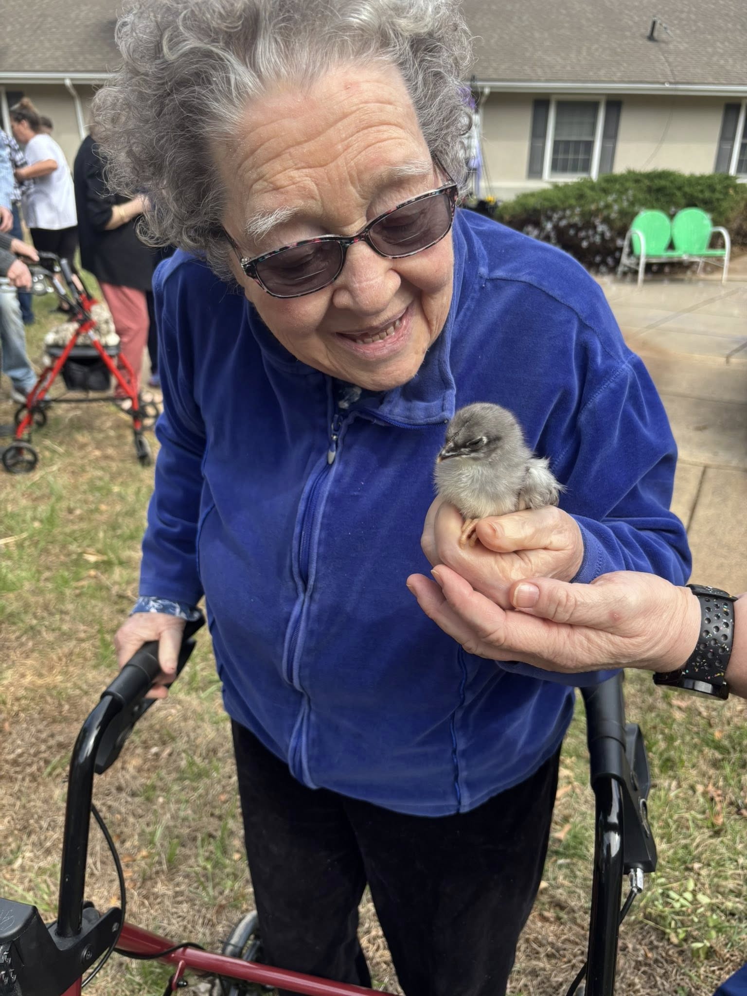 Community event with animals