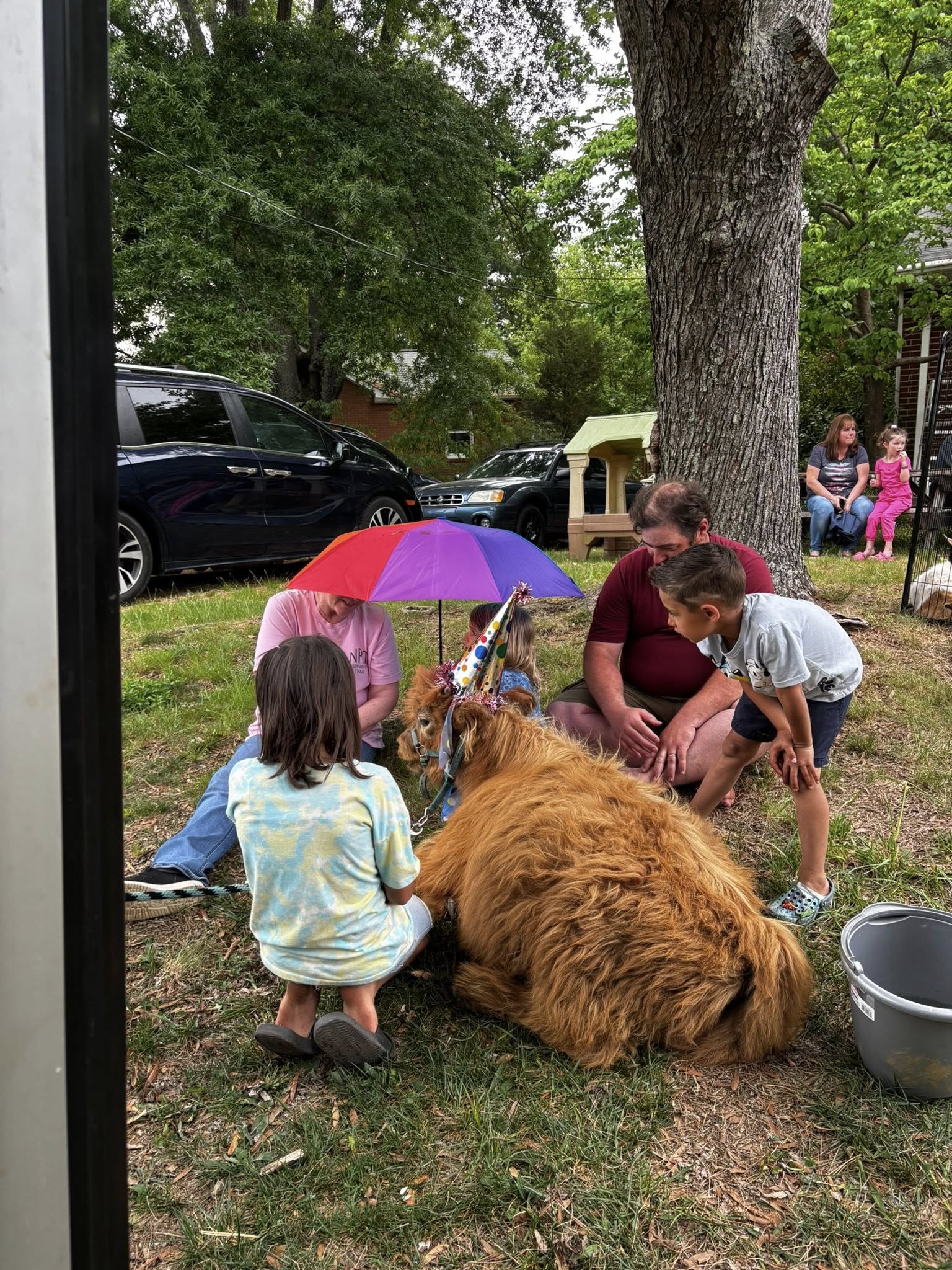 Cow at a Farm Adventures event