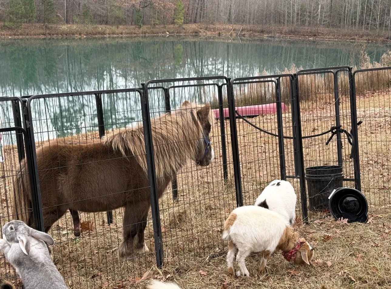 Farm Adventures event photo
