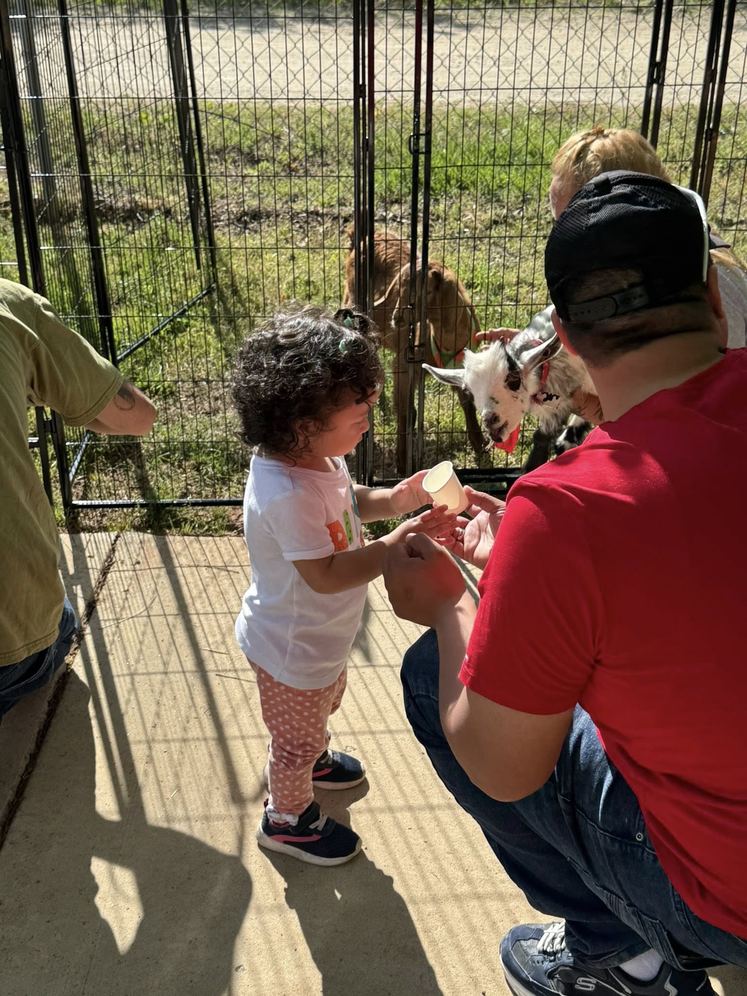 Farm Adventures petting zoo event