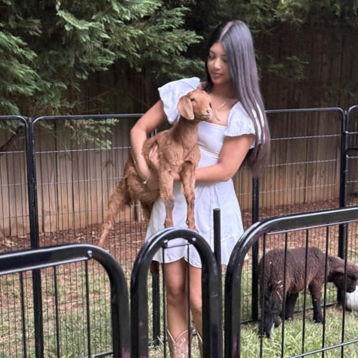 Guest holding a baby goat