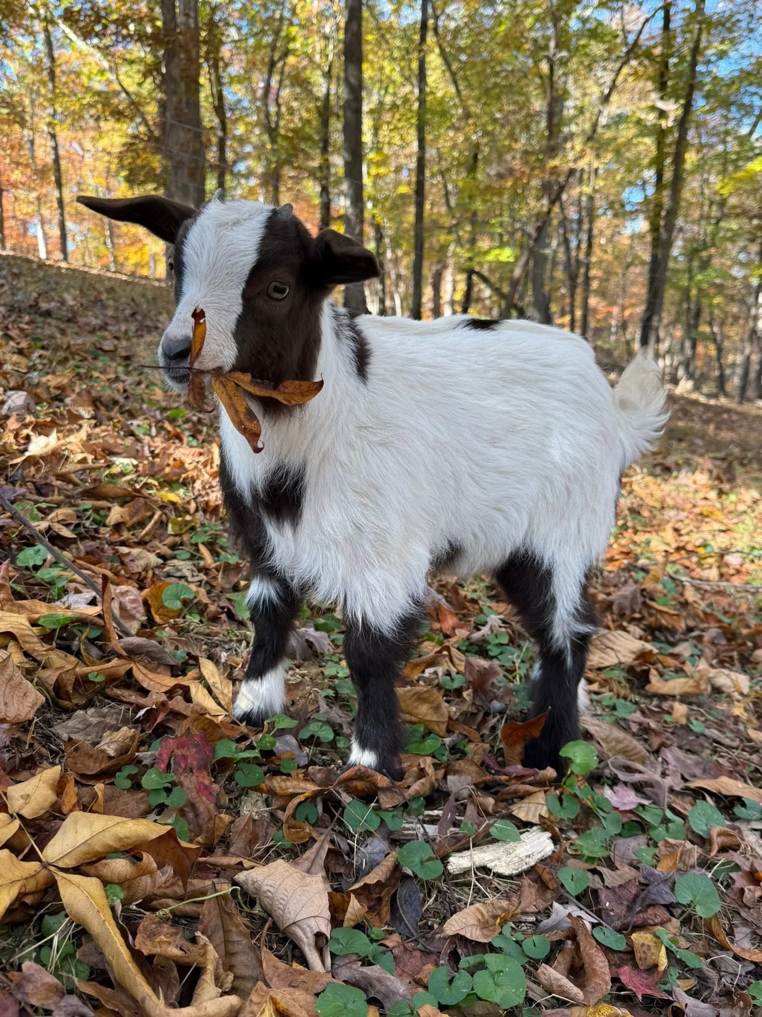 Young goat with a leaf in an autumn pasture