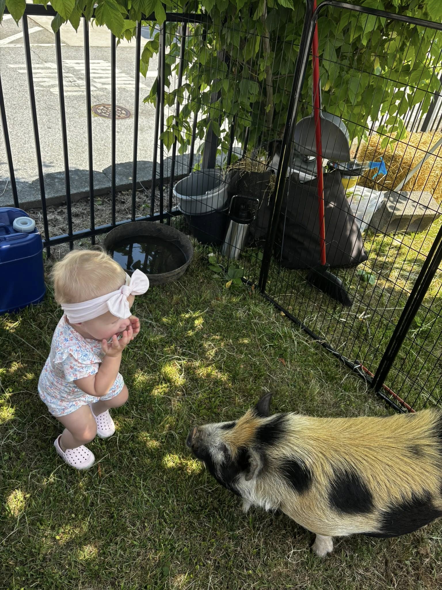 Toddler meeting a pig at a Farm Adventures visit