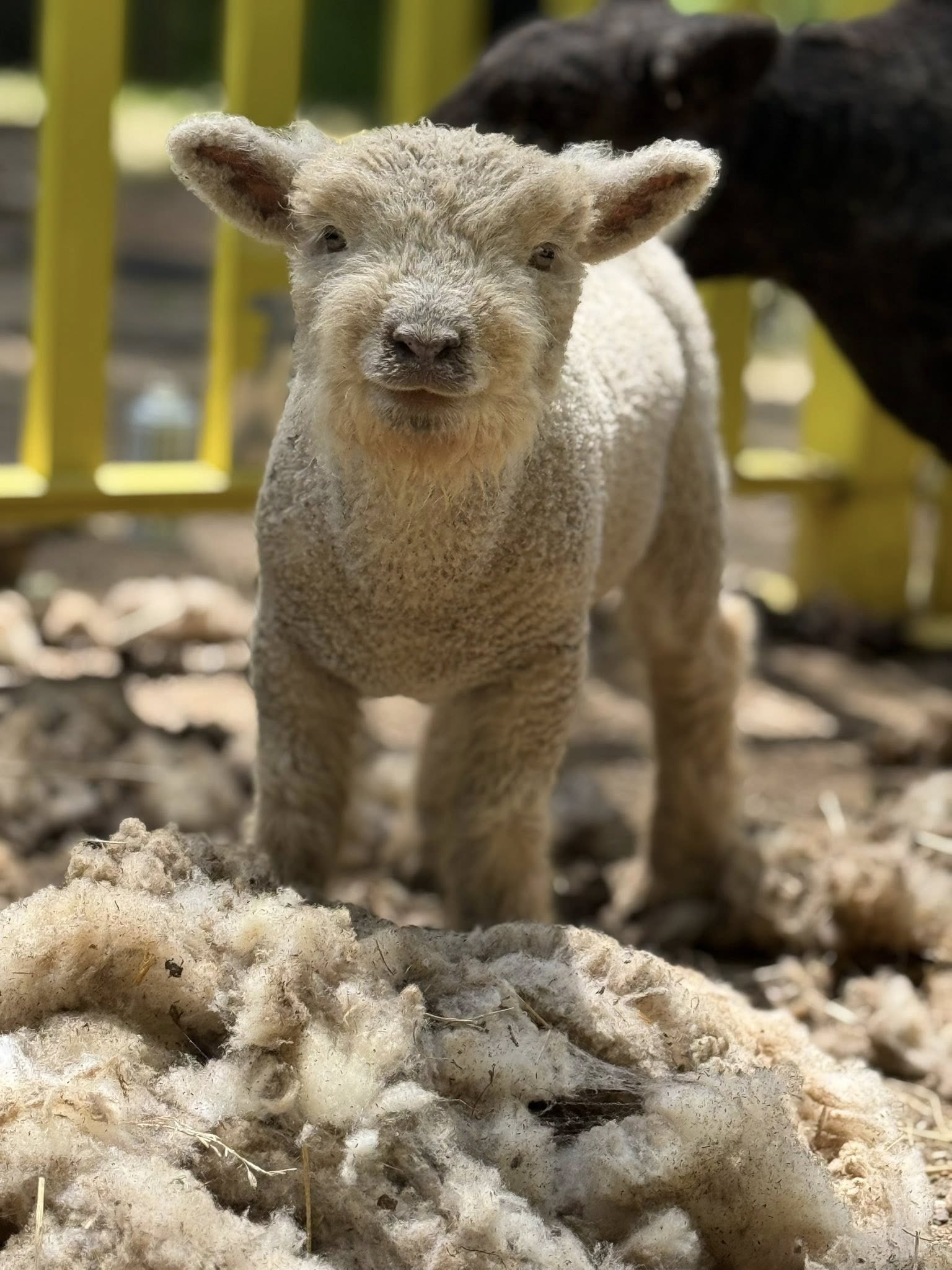 Fluffy baby lamb looking at the camera