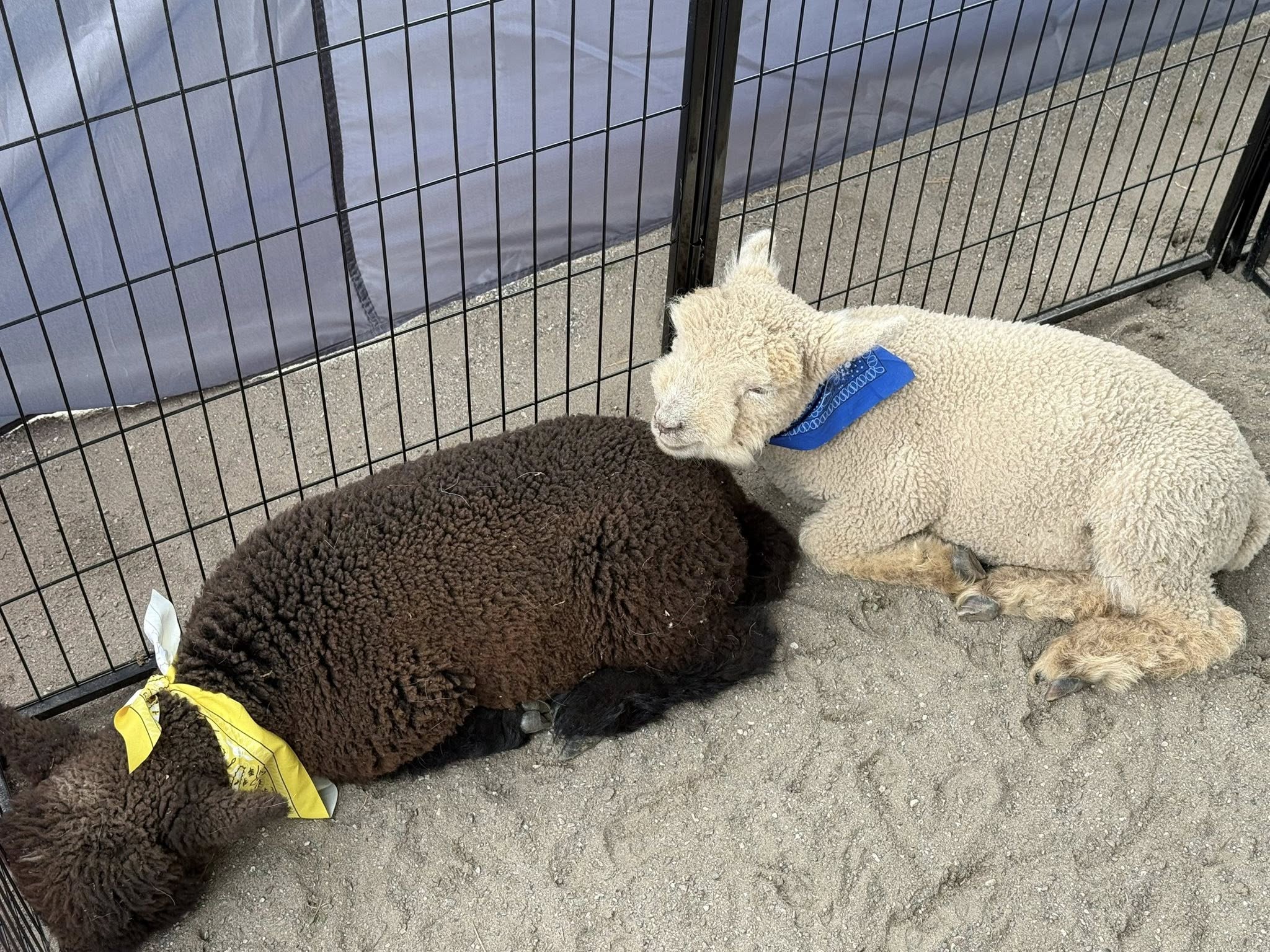 Lambs at a Farm Adventures visit