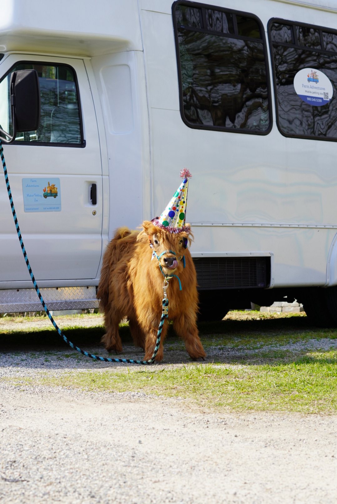 Highland calf in a party hat in front of the Farm Adventures bus