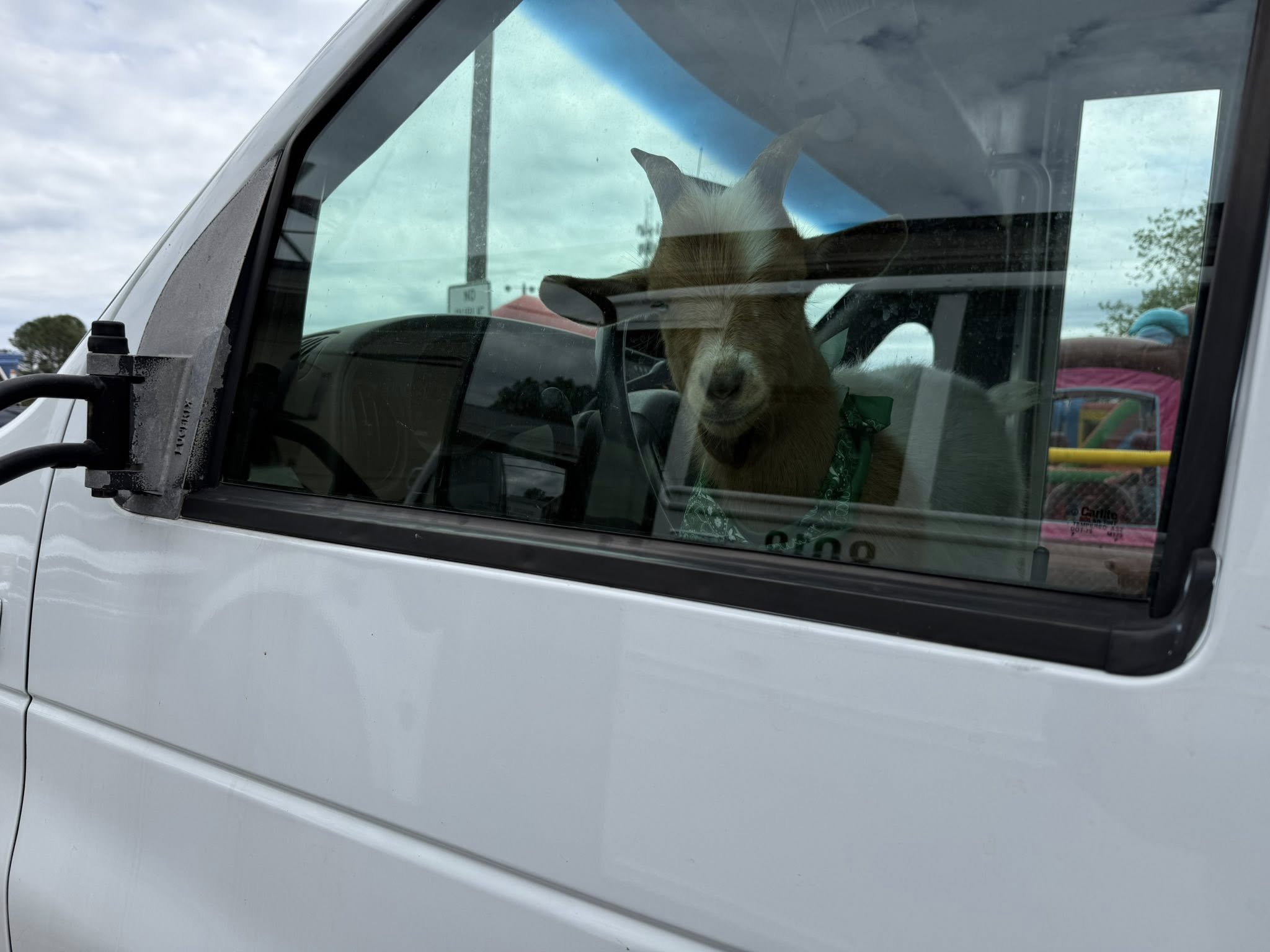 Goat looking out the window of the Farm Adventures bus